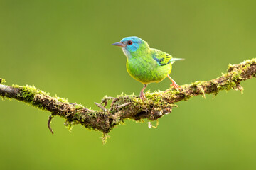 The blue dacnis or turquoise honeycreeper (Dacnis cayana) is a small passerine bird. This member of the tanager family is found from Nicaragua to Panama