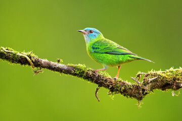 The blue dacnis or turquoise honeycreeper (Dacnis cayana) is a small passerine bird. This member of the tanager family is found from Nicaragua to Panama