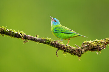 The blue dacnis or turquoise honeycreeper (Dacnis cayana) is a small passerine bird. This member of the tanager family is found from Nicaragua to Panama