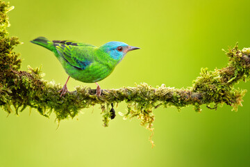 The blue dacnis or turquoise honeycreeper (Dacnis cayana) is a small passerine bird. This member of the tanager family is found from Nicaragua to Panama