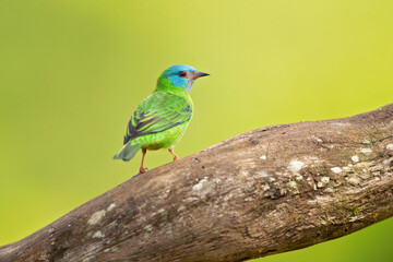 Obraz premium The blue dacnis or turquoise honeycreeper (Dacnis cayana) is a small passerine bird. This member of the tanager family is found from Nicaragua to Panama