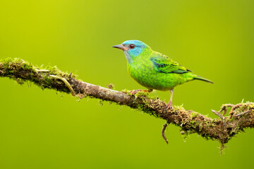Obraz premium The blue dacnis or turquoise honeycreeper (Dacnis cayana) is a small passerine bird. This member of the tanager family is found from Nicaragua to Panama