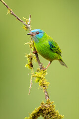 The blue dacnis or turquoise honeycreeper (Dacnis cayana) is a small passerine bird. This member of the tanager family is found from Nicaragua to Panama