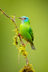 Fototapeta premium The blue dacnis or turquoise honeycreeper (Dacnis cayana) is a small passerine bird. This member of the tanager family is found from Nicaragua to Panama