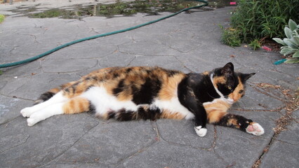 Cat
