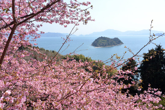 河津桜越しに観るハート島