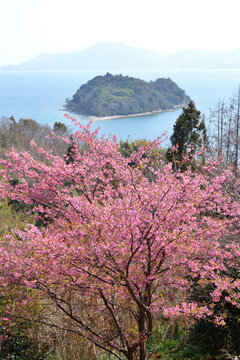 ハート島と河津桜