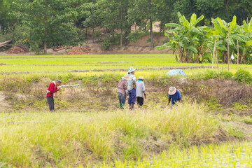Fototapeta na wymiar Thai farmer in rice field