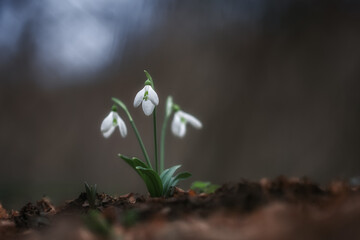 White snowdrops (Galanthus nivalis) close-up on blurry background with copy space. In the forest snowdrops are in bloom in the spring.