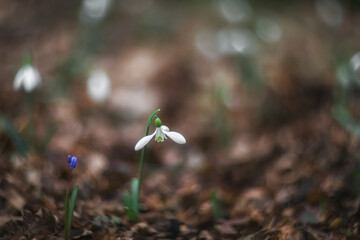 White snowdrops (Galanthus nivalis) close-up on blurry background with copy space. In the forest snowdrops are in bloom in the spring.