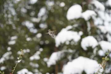 ハミングバード　羽ばたき　ハチドリ　飛んでいる　バードフィーダー　