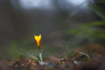 Yellow crocus close-up on a blurry background. In the spring, crocuses bloom in the forest. Saffron (lat. Crocus) are used as a spice.