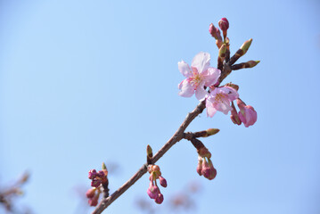 河津桜-1