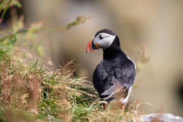 The atlantic puffin lives on the ocean and comes for nesting and breeding to the shore. They are seen in big numbers on Iceland