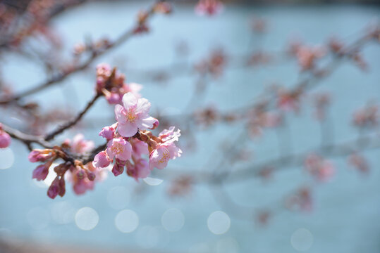 河津桜と光る水面-1