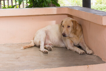 Thai white stray dog