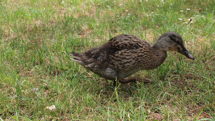 Wild duck