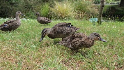 Wild duck