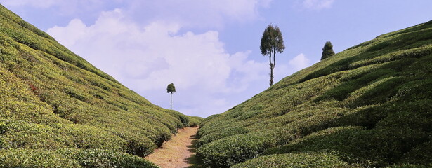 scenic view of green gopaldhara tea garden at mirik near darjeeling hill station in west bengal,...