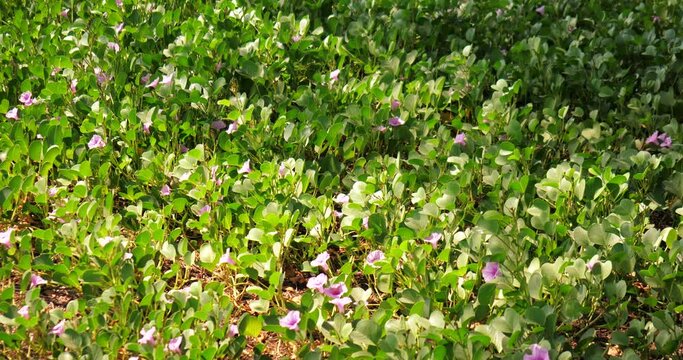 Ruellia Wild Petunia  Ruellia Wild Petunia in the wind