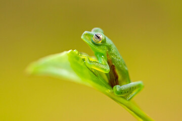 Centrolene prosoblepon is a species of frog in the family Centrolenidae, commonly known as the emerald glass frog or Nicaragua giant glass frog.