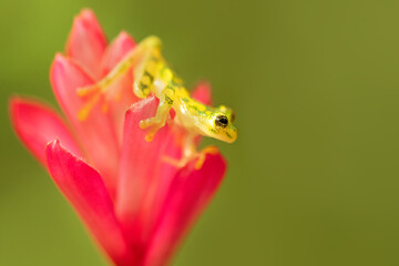 Hyalinobatrachium valerioi, sometimes known as the La Palma glass frog, is a species of frog in the family Centrolenidae. It is found in central Costa Rica and south to Panama