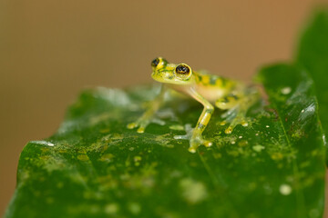 Hyalinobatrachium valerioi, sometimes known as the La Palma glass frog, is a species of frog in the family Centrolenidae. It is found in central Costa Rica and south to Panama