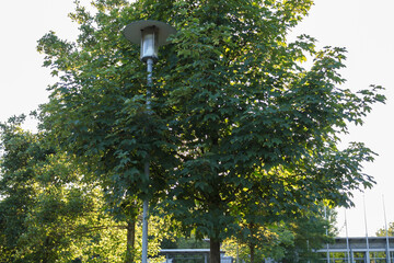 View of trees and tall street lamp in a park in Itzehoe, Germany with bright sunny summer sky background. No people.