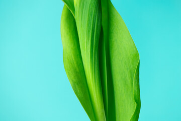 Green tulip leaves on a blue background. Spring concept.