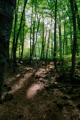 Beech forest in spring morning in the Fageda d'en Jordà, Girona, Spain