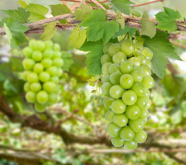 Bunch of Sweet grape on a branch over green natural garden Blur background, Green Grape with leaves...