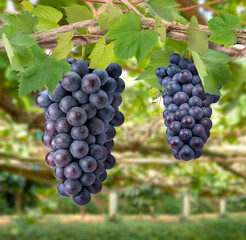 Bunch of Black Wine grape on a branch over green natural garden Blur background, Kyoho Grape with...