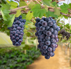 Bunch of Black Wine grape on a branch over green natural garden Blur background, Kyoho Grape with...