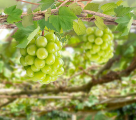 Bunch of Sweet grape on a branch over green natural garden Blur background, Shine Muscat Grape with leaves in blur background.