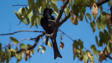 Fork-tailed Drongo, Etosha National Park, Namibia