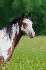 Obraz na płótnie Canvas American paint horse in the field in summer