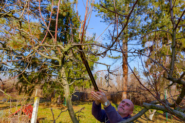 Fototapeta premium Gardener is cutting branches, pruning fruit trees with long shears in the orchard
