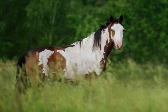 American paint horse in summer