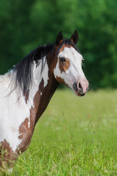 American paint horse in the field in summer
