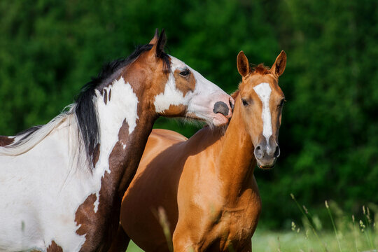 Two lovely horses together in summer