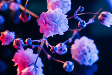 Blossoming tree branch. Japanese spring. Floral background. Blue pink neon blooming flowers on black