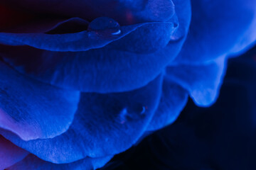 Obraz premium Flower macro background. Neon blue rose petals with water droplets closeup.