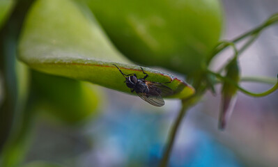 A large fly on a flower petal