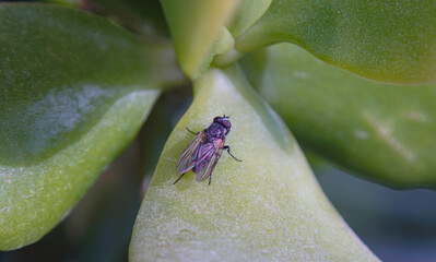 A large fly on a flower petal