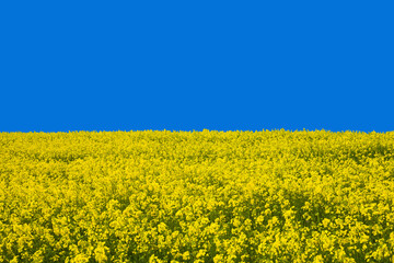 Fototapeta premium ウクライナ国旗風の風景