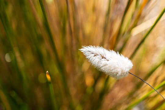 dandelions in the grass
