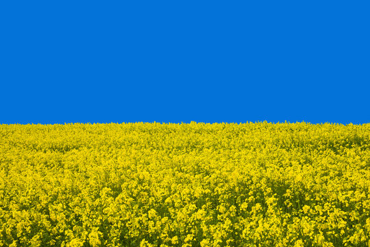 ウクライナ国旗風の風景