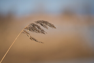 Obraz premium Reeds bend in the winter wind