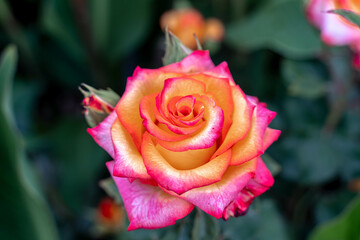 Pink striped rose flower with green leaves in the garden.