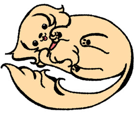 まるまって甘えるダックスフンド